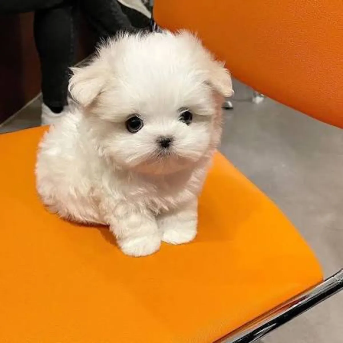 İki adet *teacup* Maltese Bichon yavrusu yeni bir aile arıyor