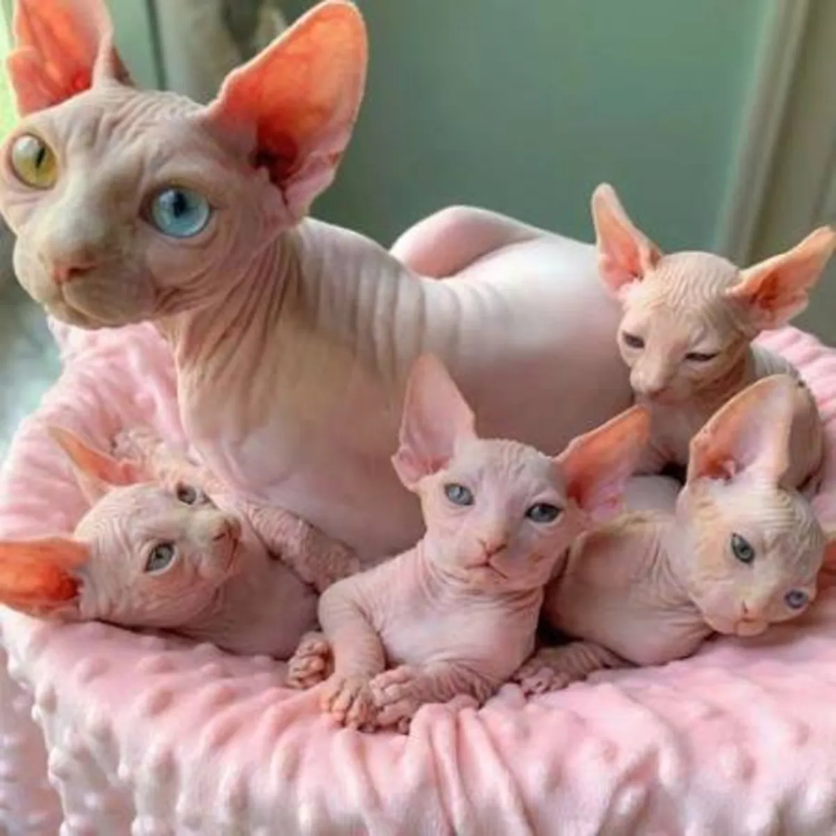 Не пропустите этих котят сфинксов!