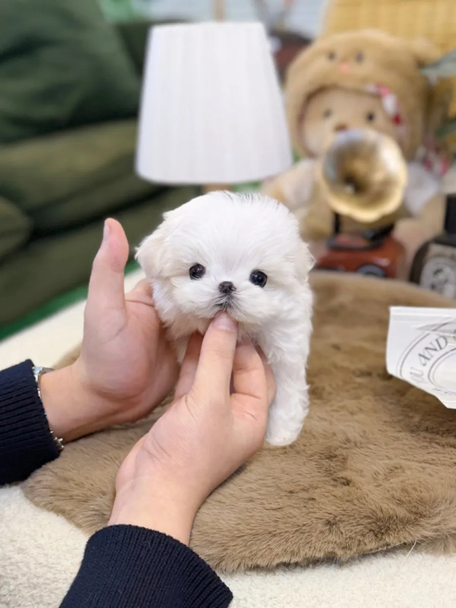 Отличные мальтийские щенки ищут новый дом