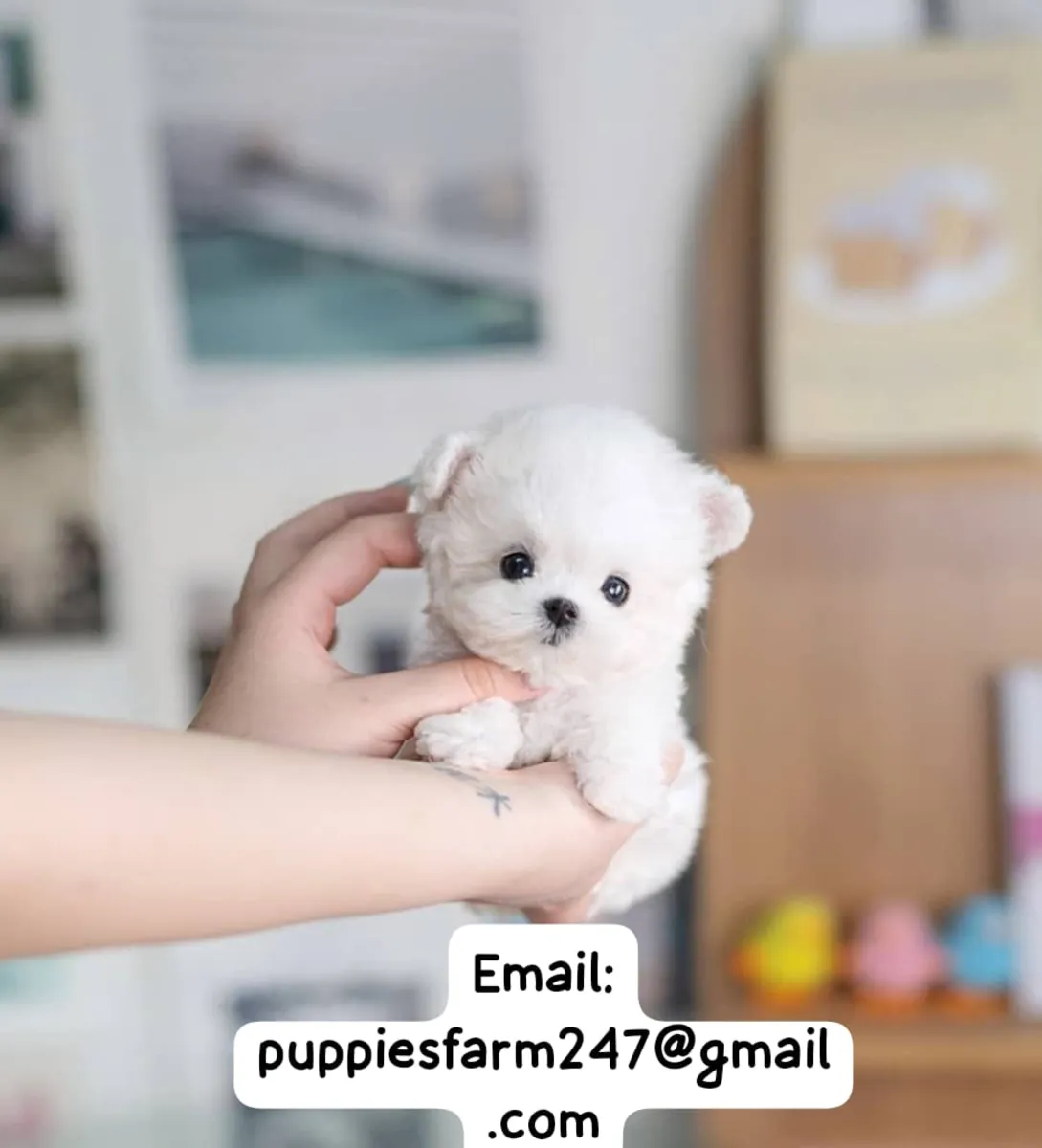 🐾💕 小型马尔济斯寻求新家！甜美、社交且充满活力。他们在等待一个家庭