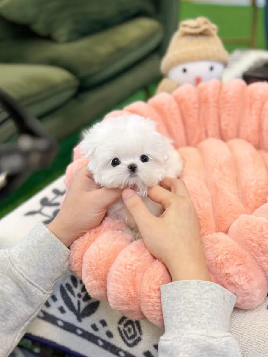 美丽的马尔济斯幼犬准备找到一个好家。