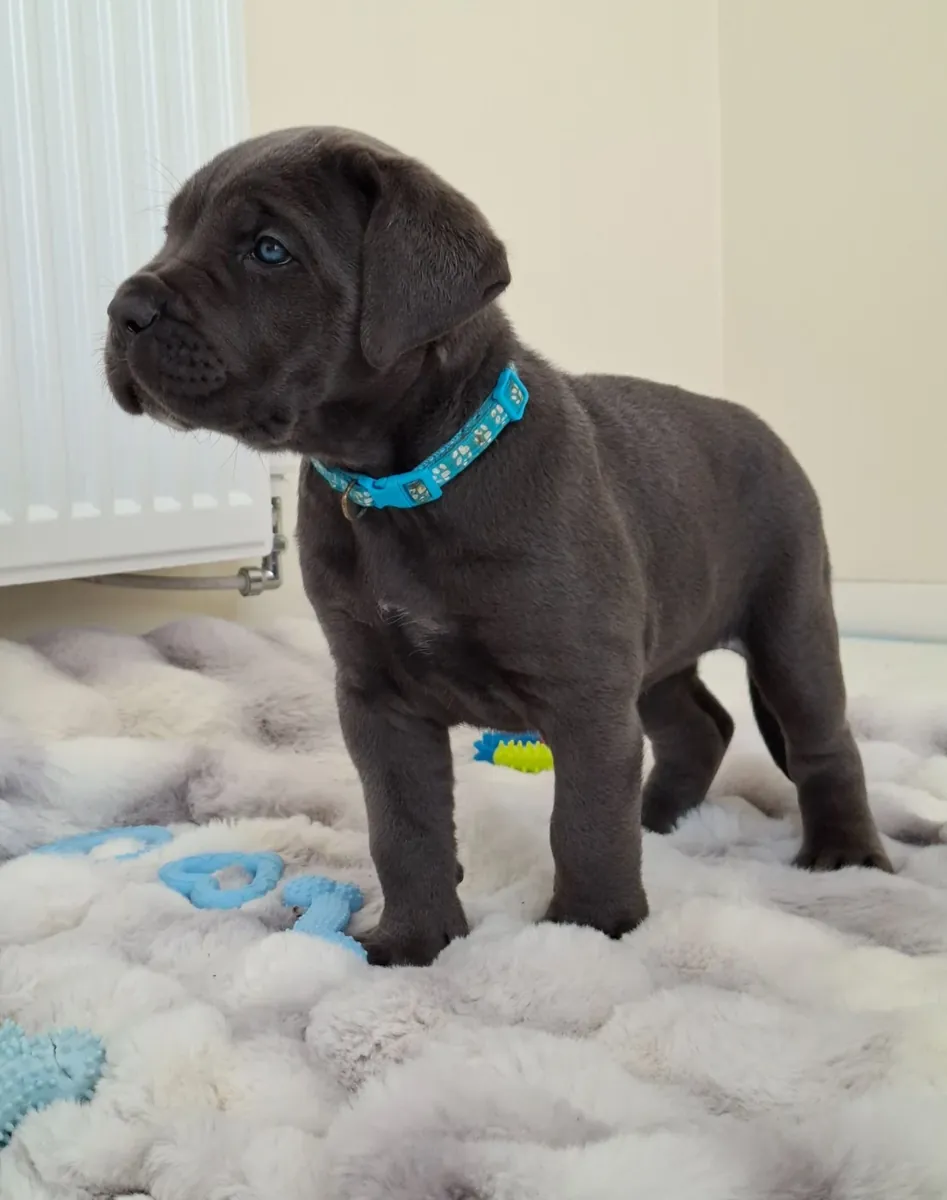 卡内科尔索