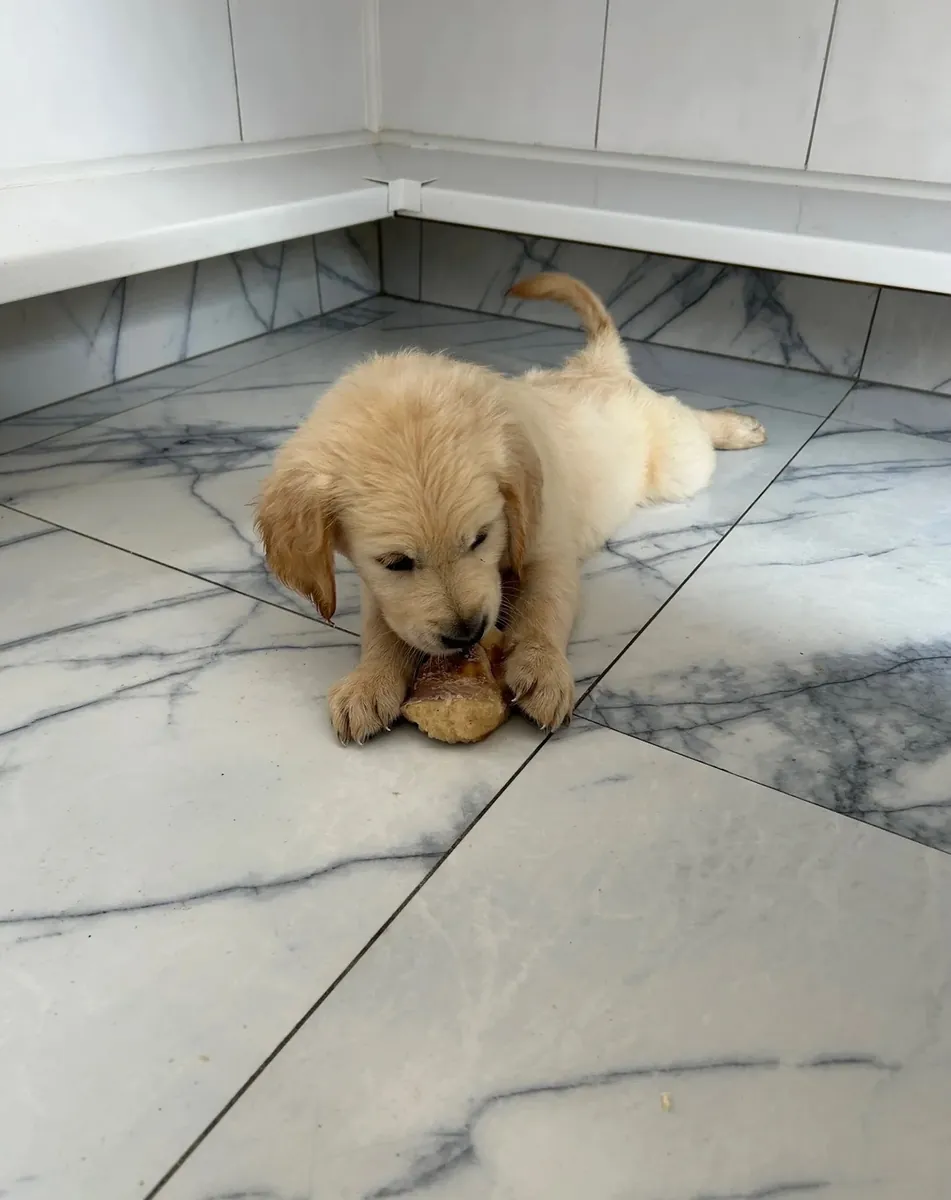 金毛寻回犬