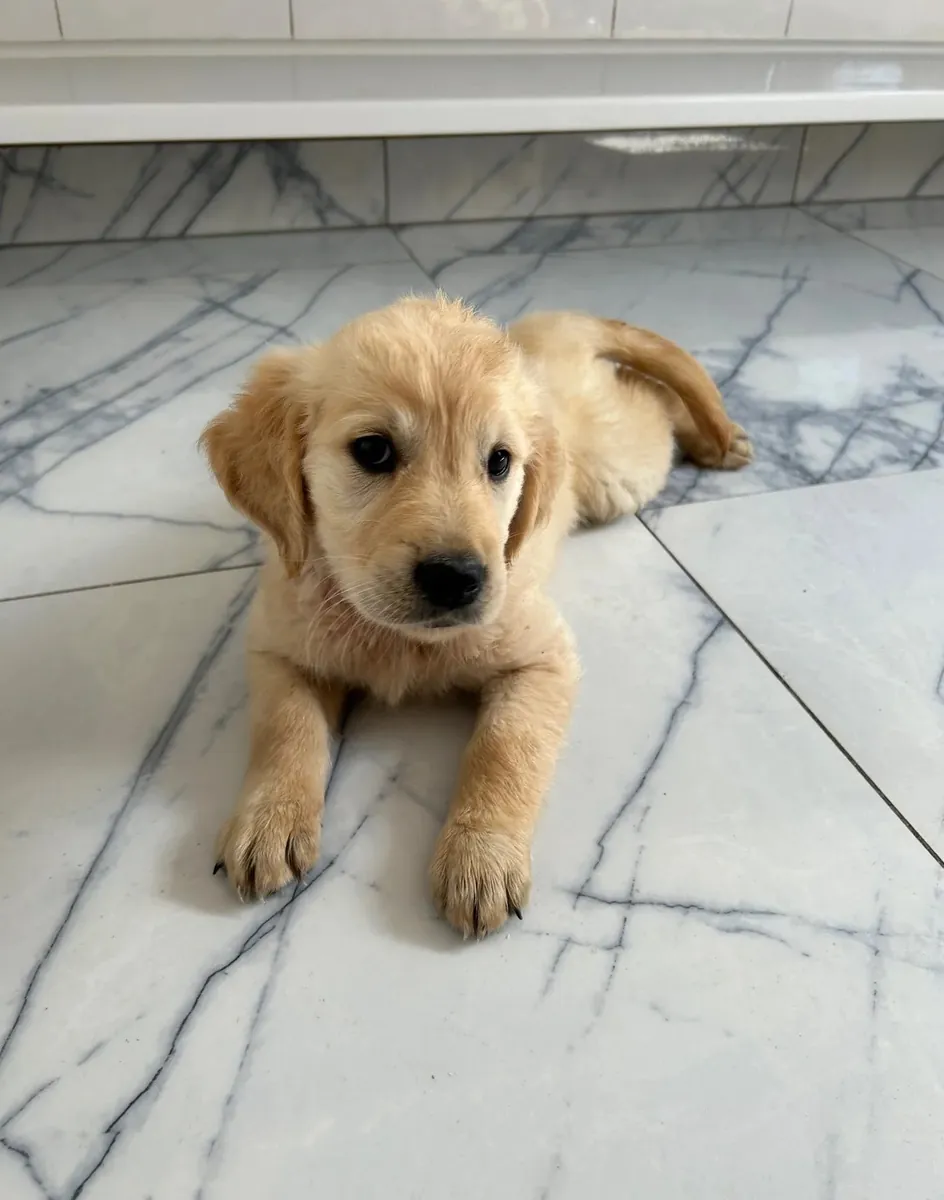 金毛寻回犬