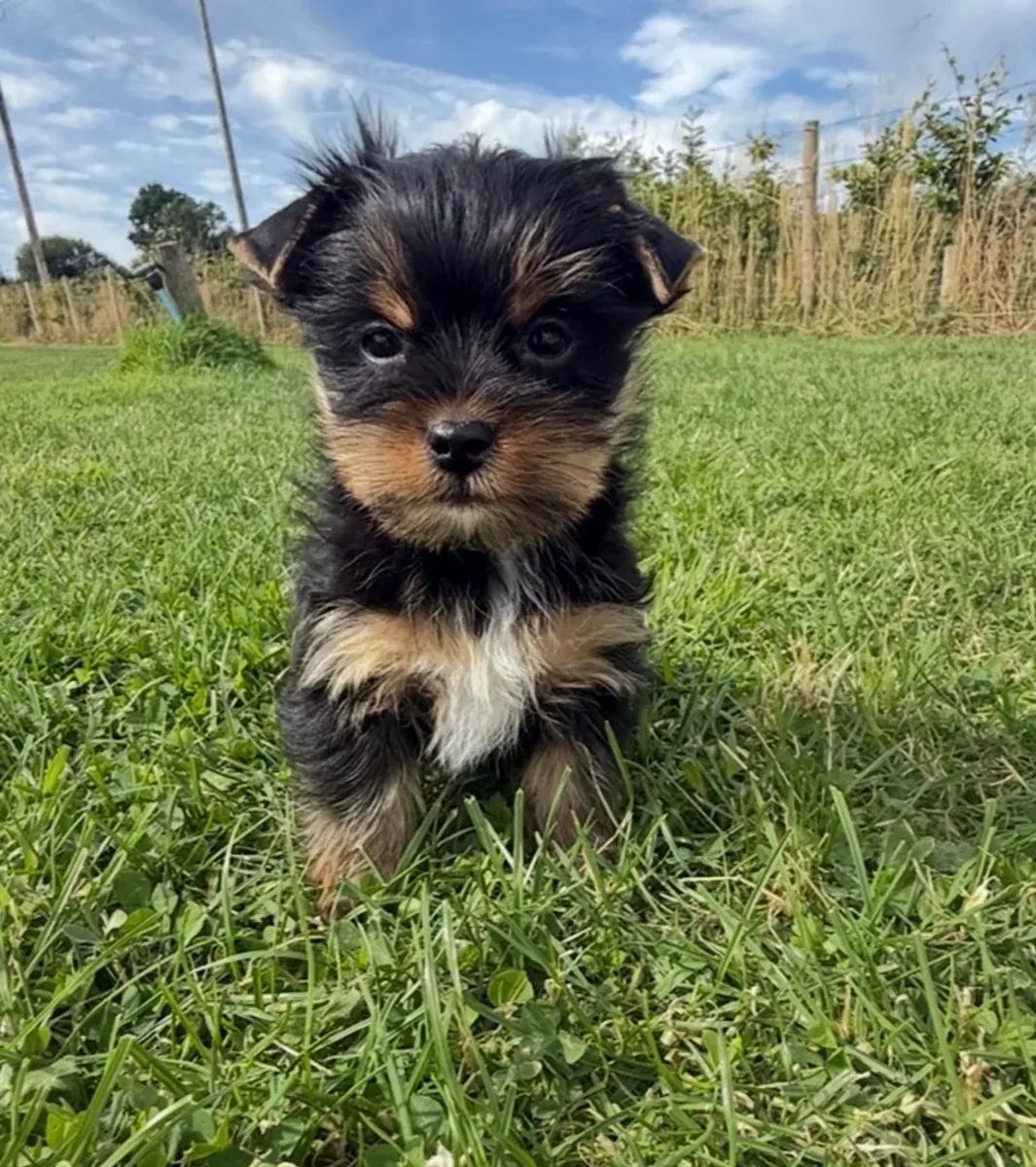 约克夏犬幼犬
