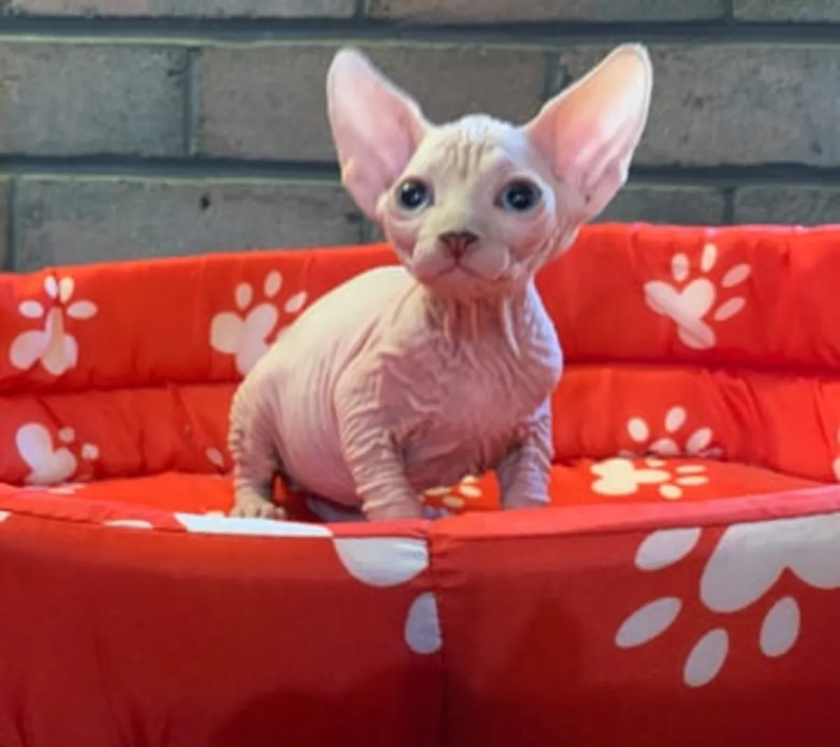 Котята сфинксы доступны для усыновления