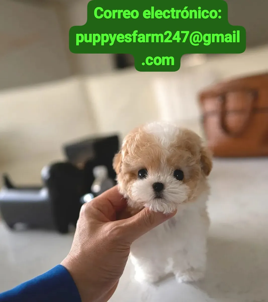 🐶💕 Maltipoo buscando un hogar lleno de amor!