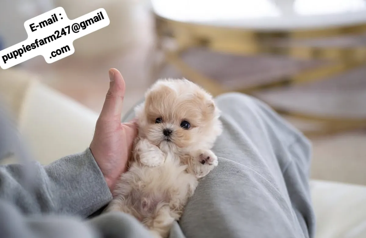 🏡🐾 ¡Un hogar para siempre es todo lo que busca! Este adorable Maltipoo está esperando una familia
