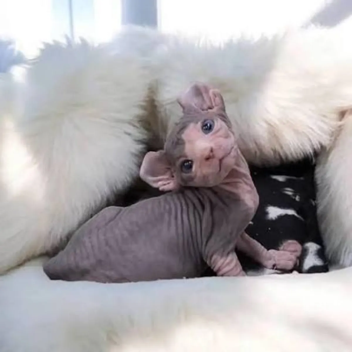 Preciosos gatitos Sphynx listos para su nuevo hogar