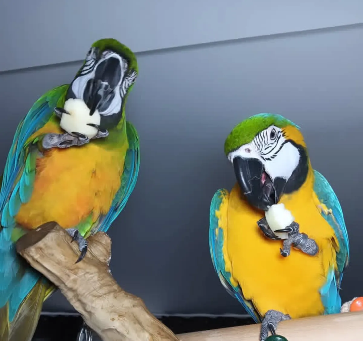 Ara et perroquets à adopter.