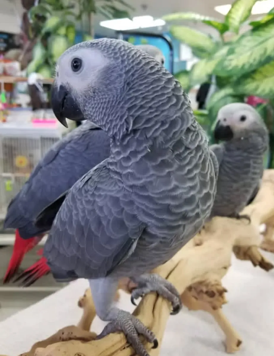 Ara et perroquets à adopter.