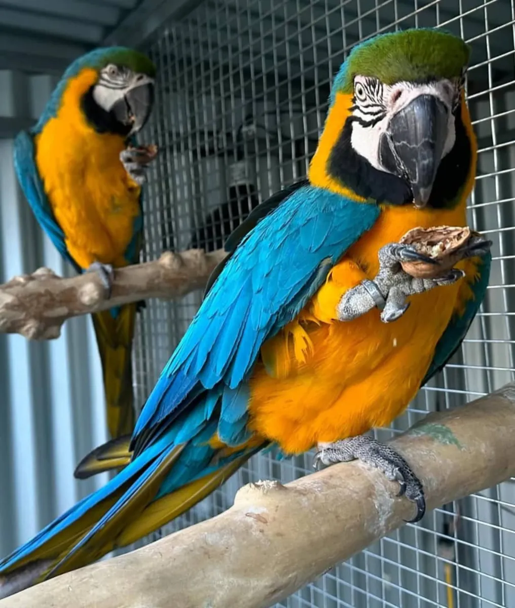 Beautiful Macaws and parrots available