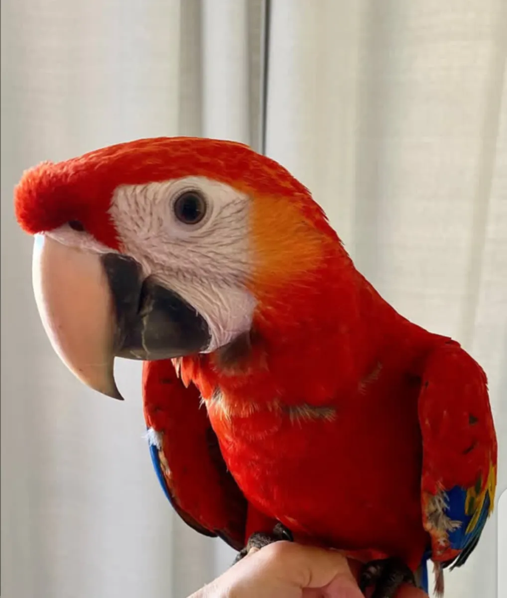 Beautiful Macaws and parrots available