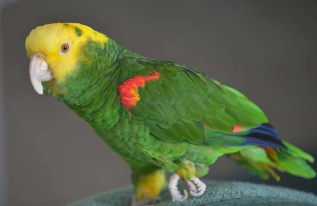Beautiful Macaws and parrots available
