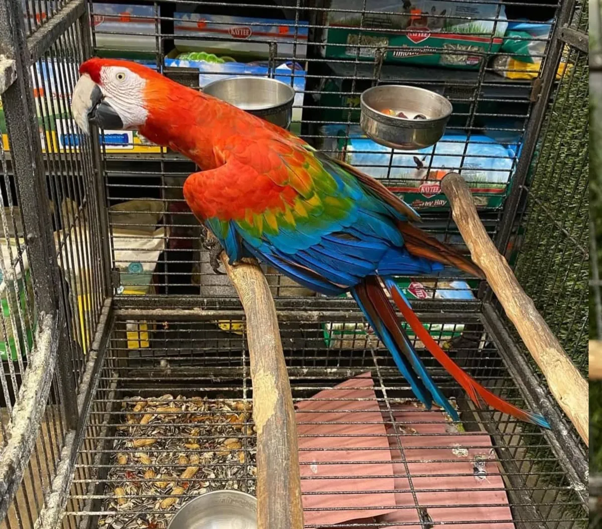 Beautiful Macaws and parrots available