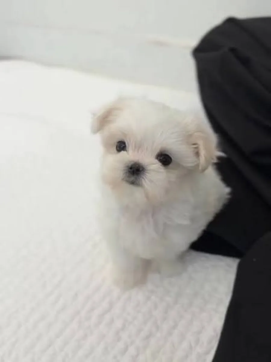 Teacup Maltese Puppies Needs a New Family