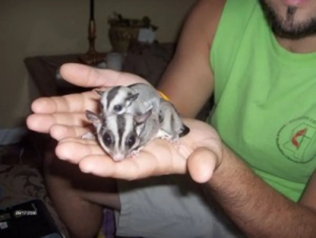 Sugar Gliders available