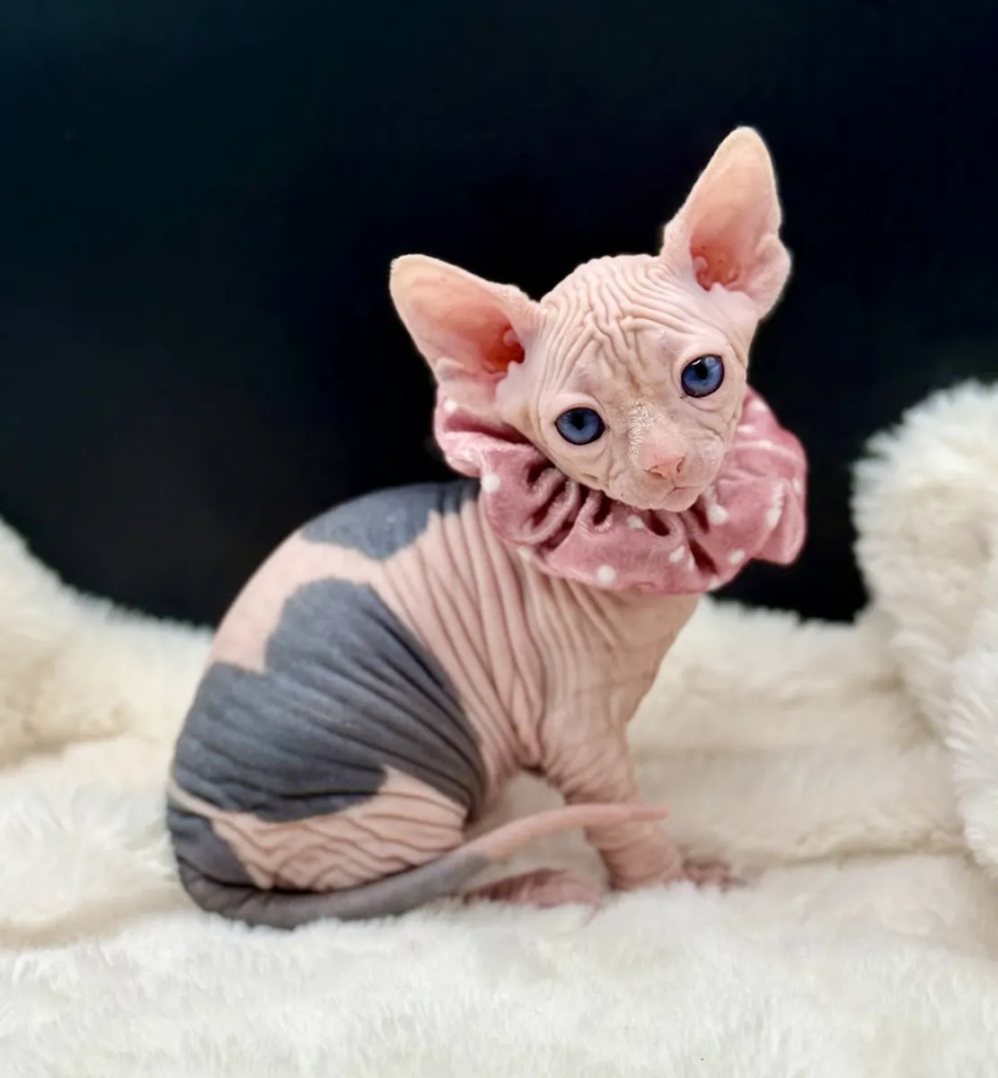 Sevimli Sphynx kedileri