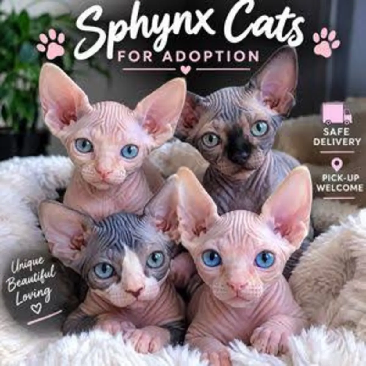 Sevimli Sphynx kedileri