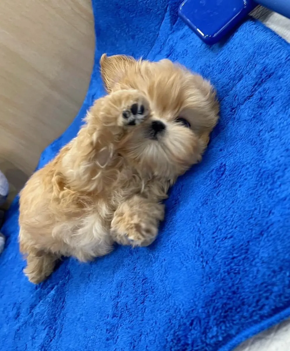 Maltipoo