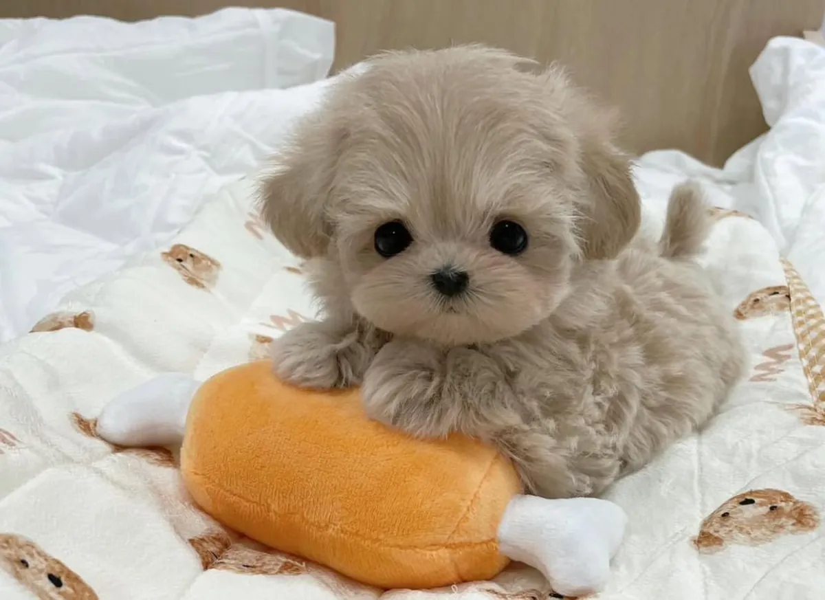Adorable chiot Maltipoo prêt à rejoindre