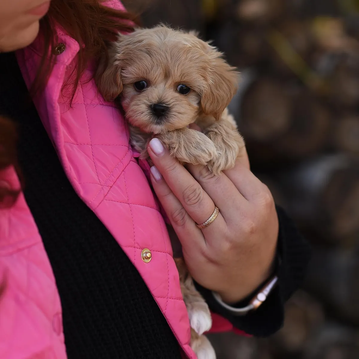 Harika Maltipoo yavruları sahiplenmek için
