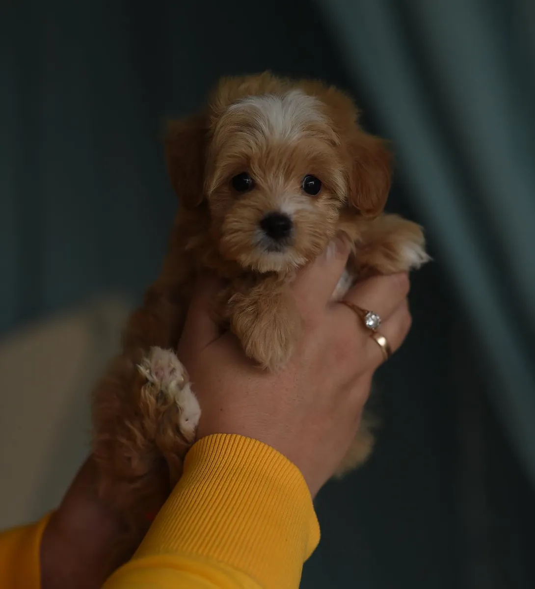 Deux chiots Maltipoo fauves et blancs