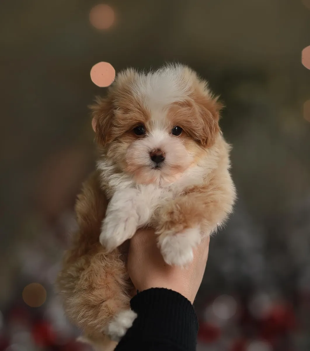 Maltipoo de 8 semaines sont prêts à rejoindre leur nouvelle famille 