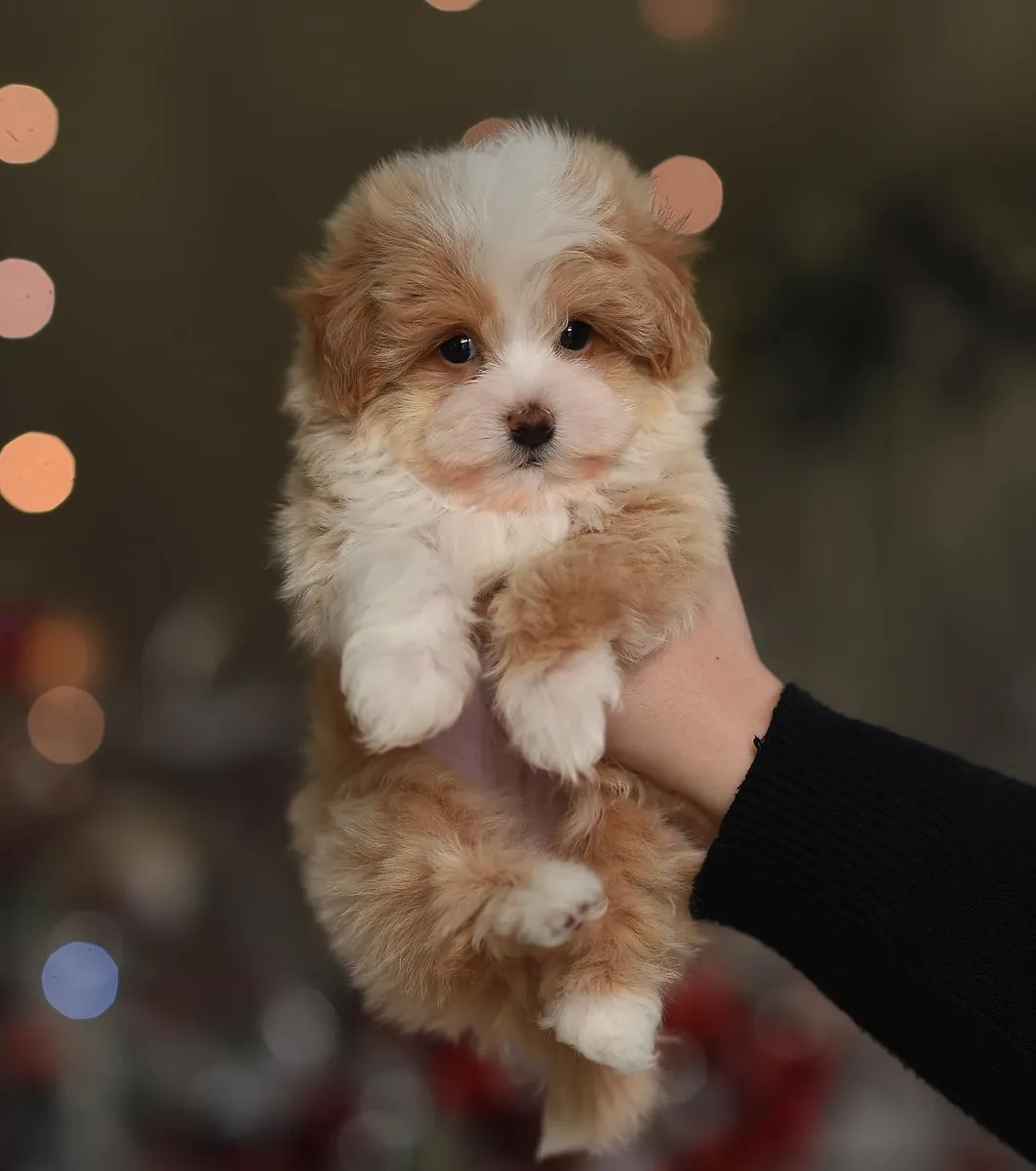 Maltipoo de 8 semaines sont prêts à rejoindre leur nouvelle famille 