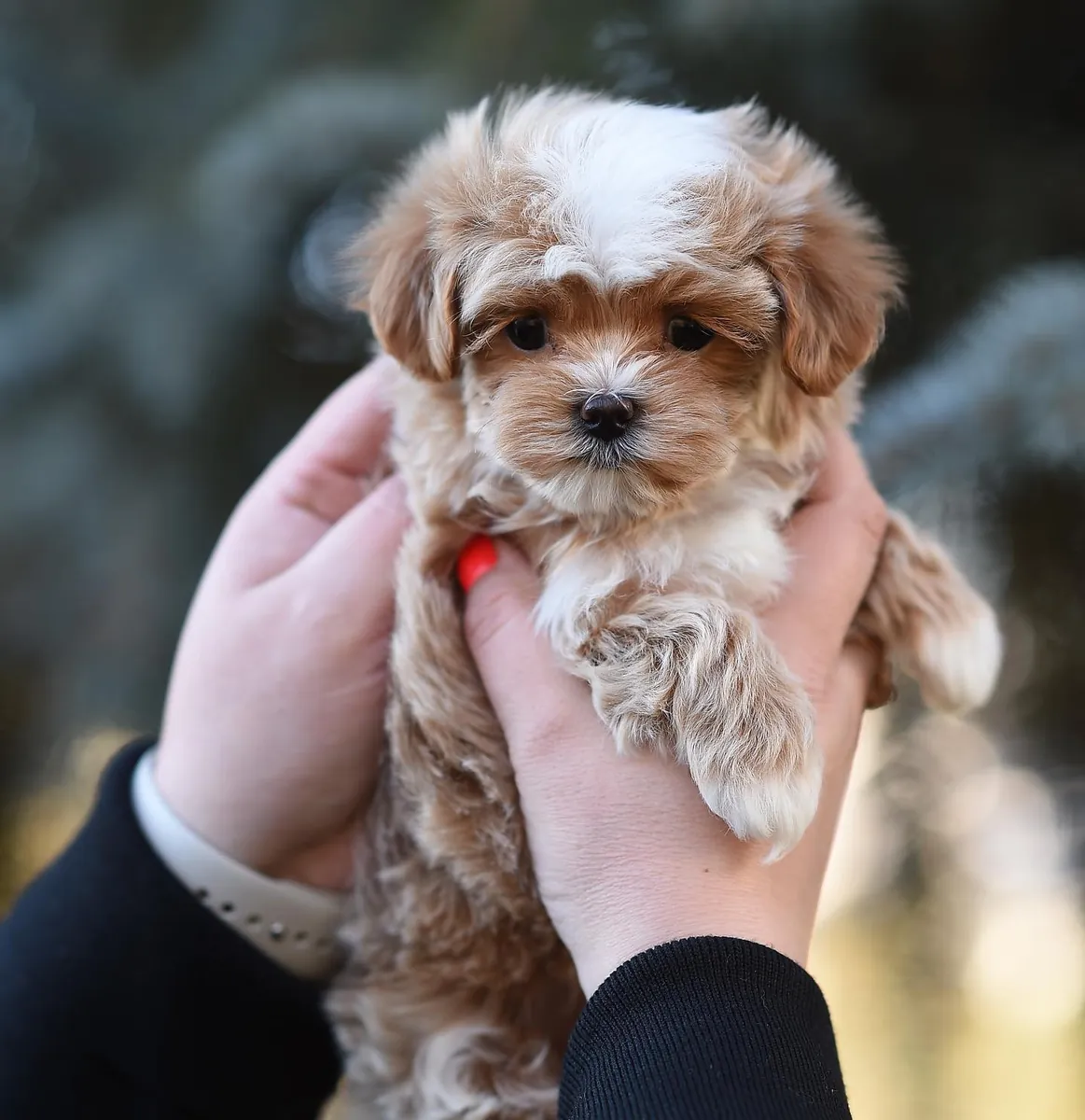 马尔提普犬幼犬领养和重新安置