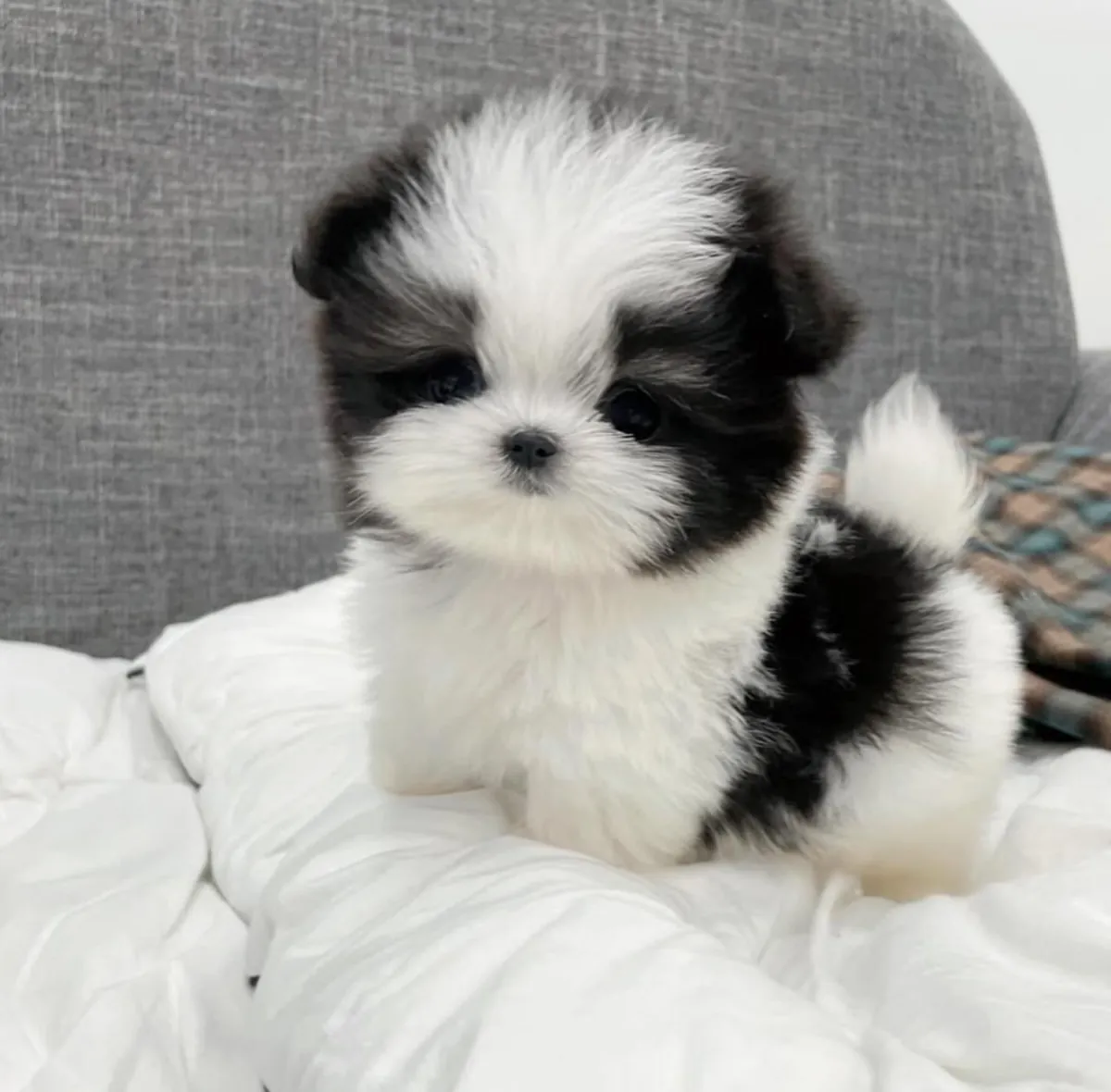 Maltipoo Puppies for sale