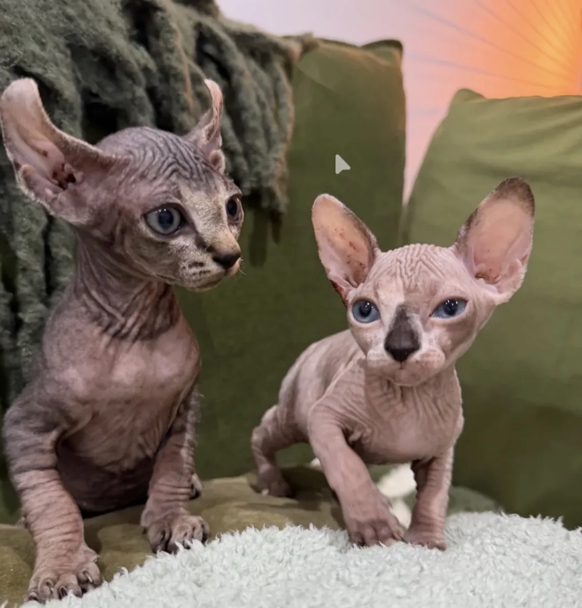 Aile Dostu ve Sevecen Sphynx Yavruları