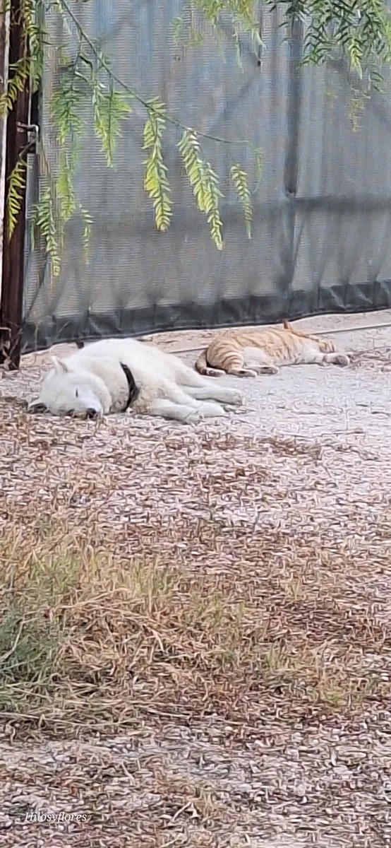 Samoyède, Husky