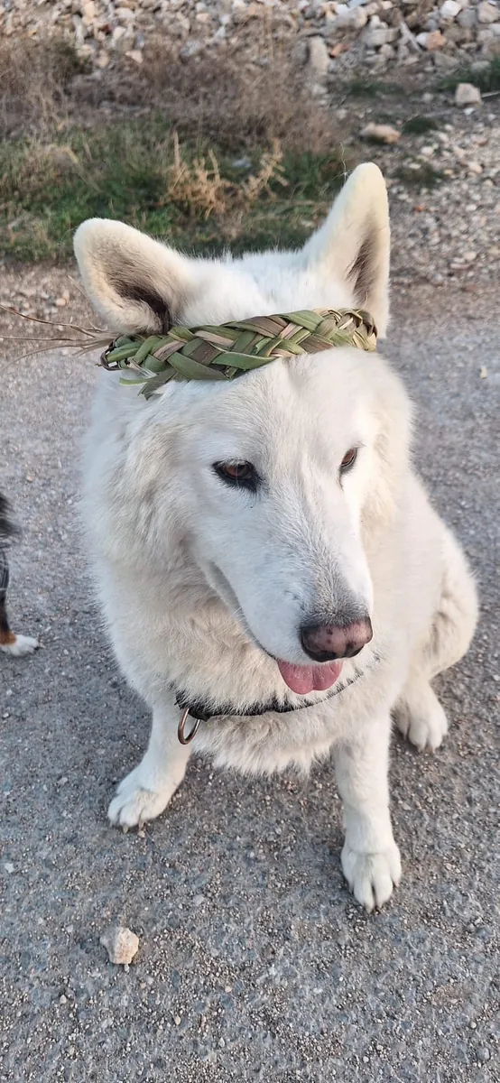 Samoyède, Husky