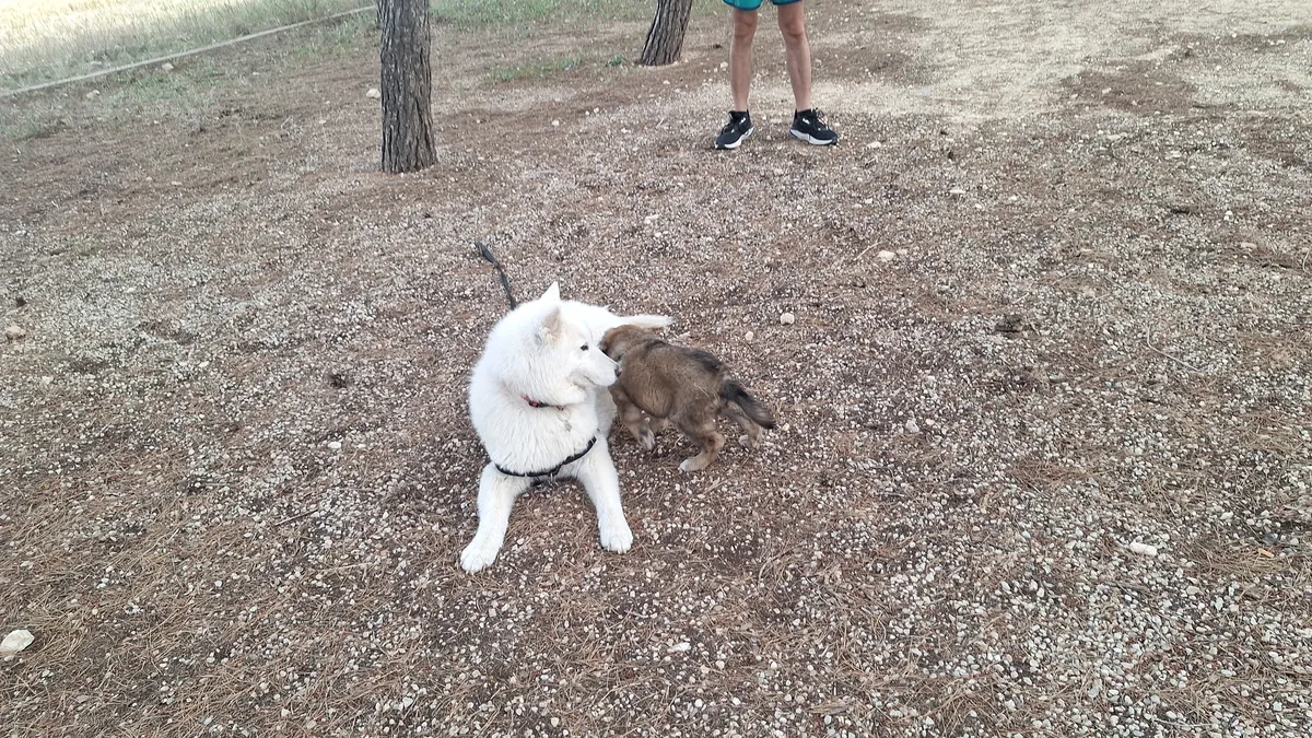 Samoyède, Husky