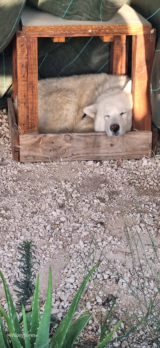 Samoyède, Husky