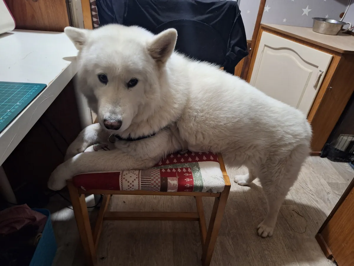 Samoyède, Husky