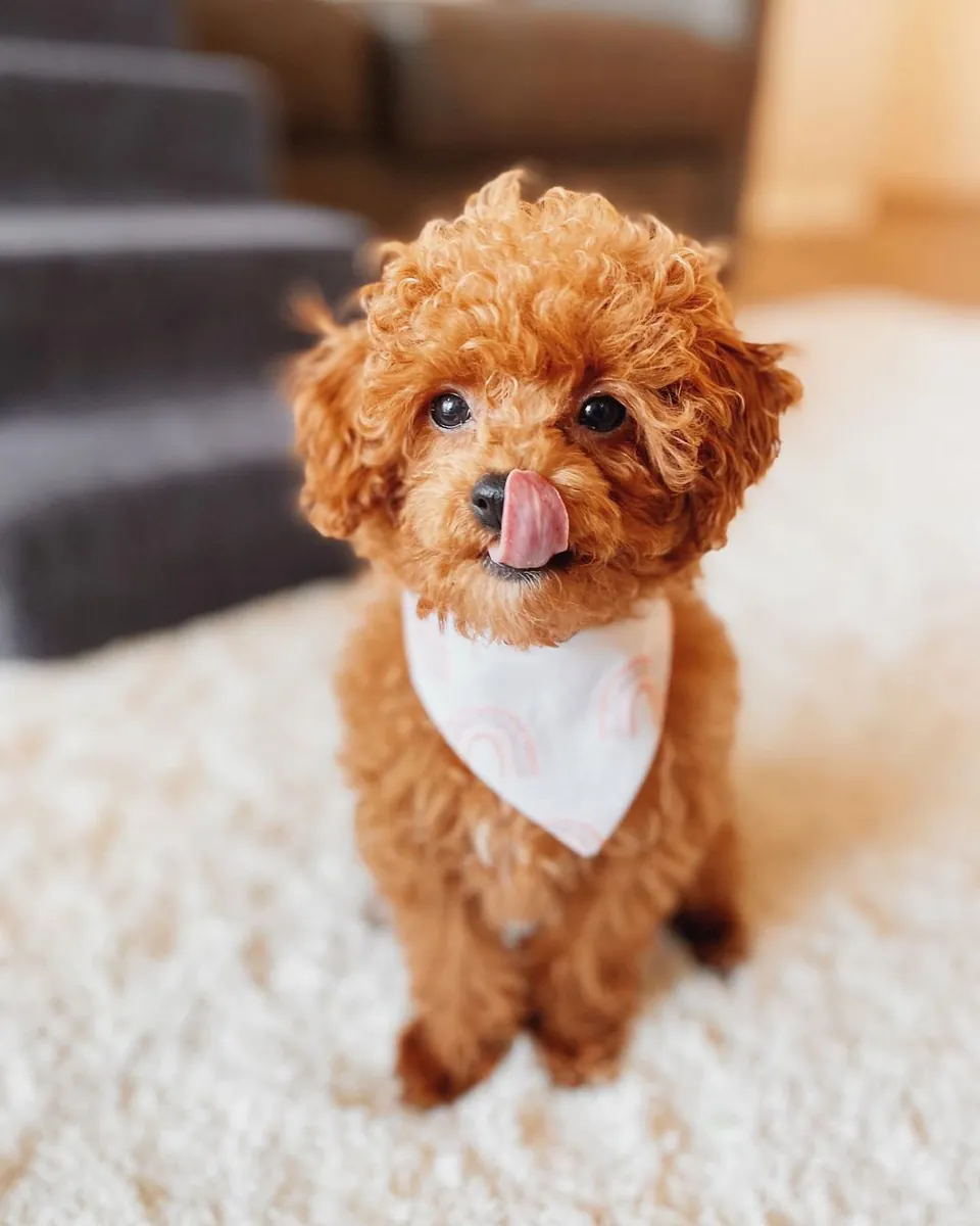 玩具贵宾犬幼犬可供出售