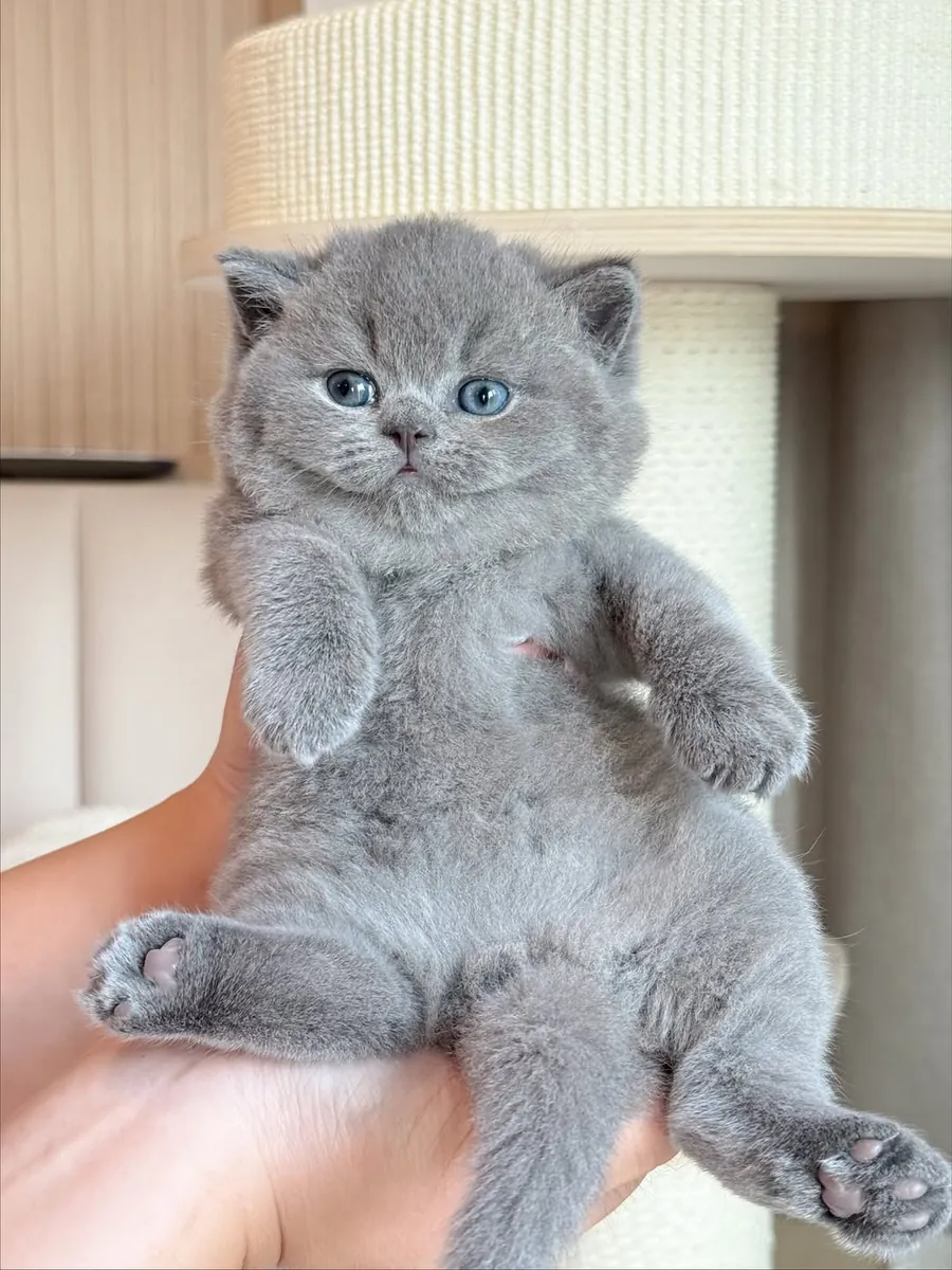 Gatitos British Shorthair disponibles