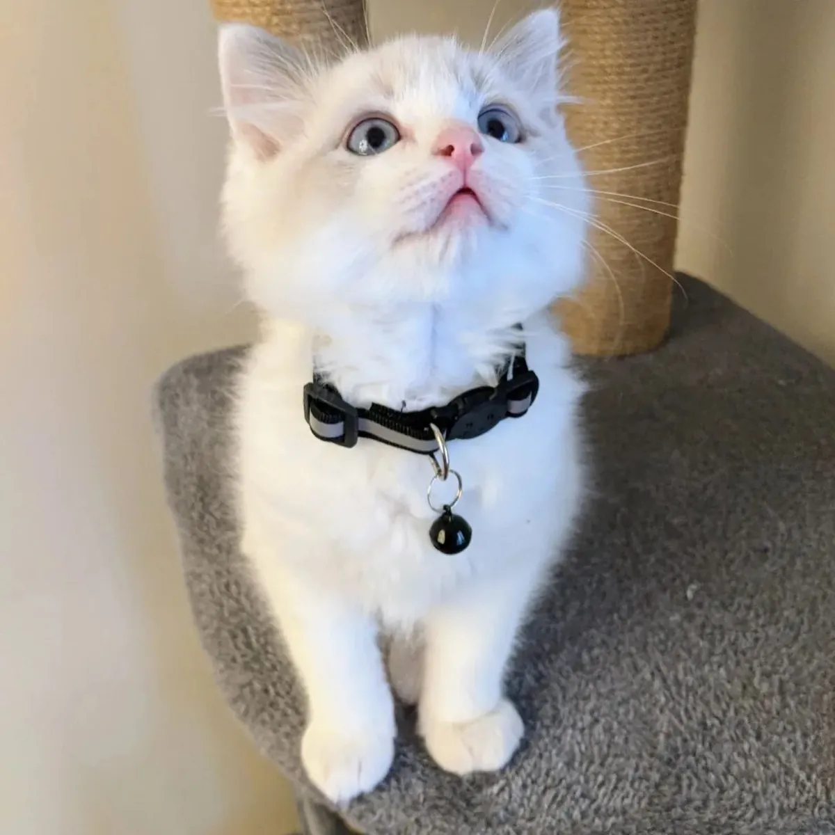 可爱的布偶猫小猫准备好找新家