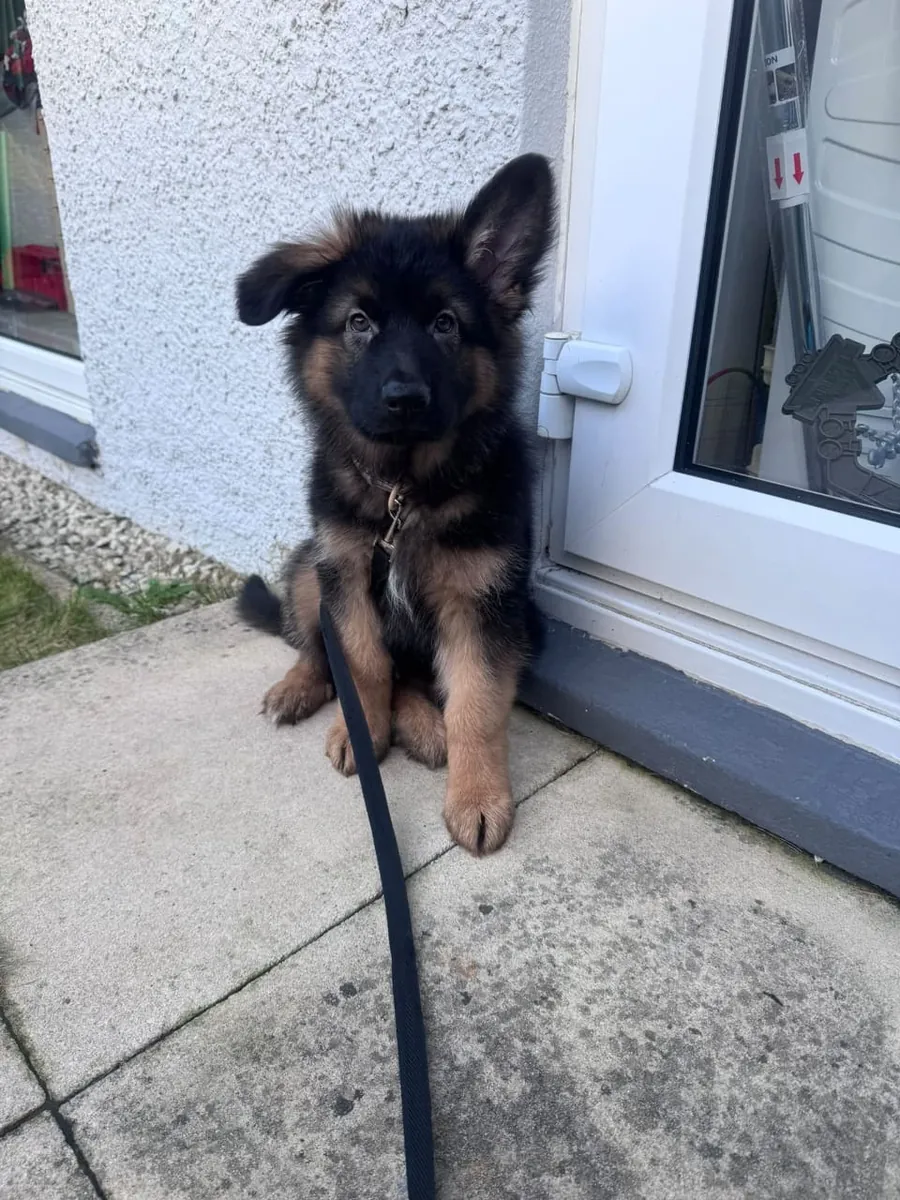 Deutsche Schäferhund-Welpen abzugeben Kontakt  (vanessamadoo71 @  gmail .com)
