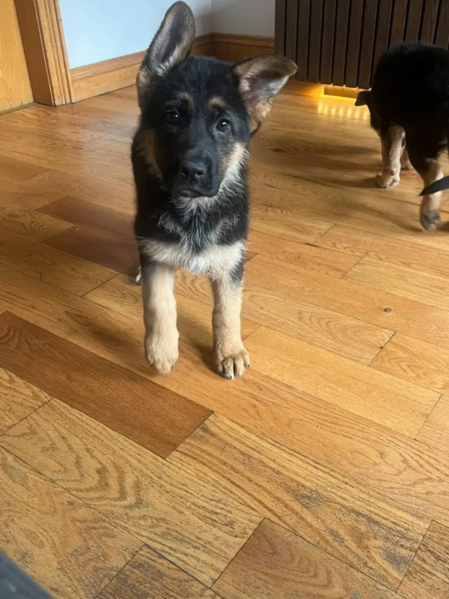 Alman Çoban Köpeği Yavruları için İletişim (vanessamadoo71 @ gmail .com)