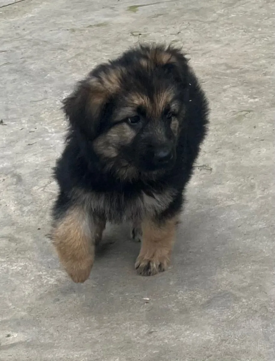 Alman Çoban Köpeği Yavruları için İletişim (vanessamadoo71 @ gmail .com)