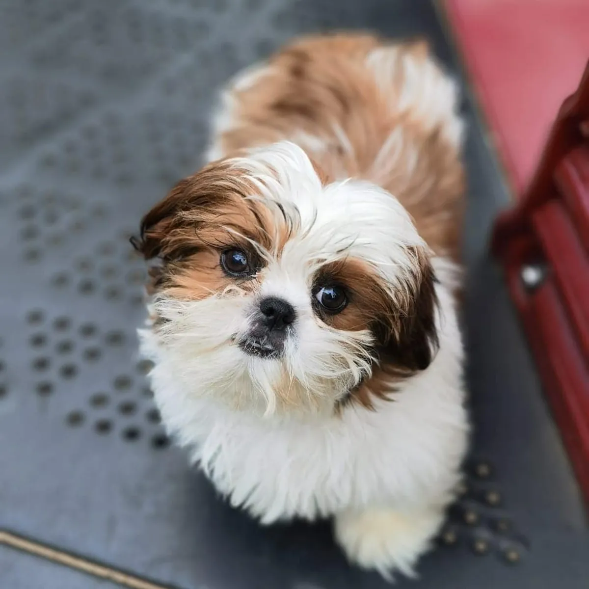 可爱的西施犬幼犬待领养。