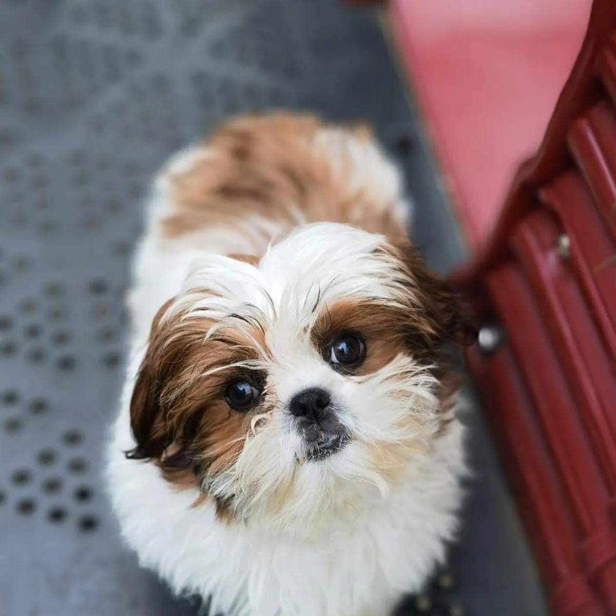 西施犬幼犬（公犬和母犬）。