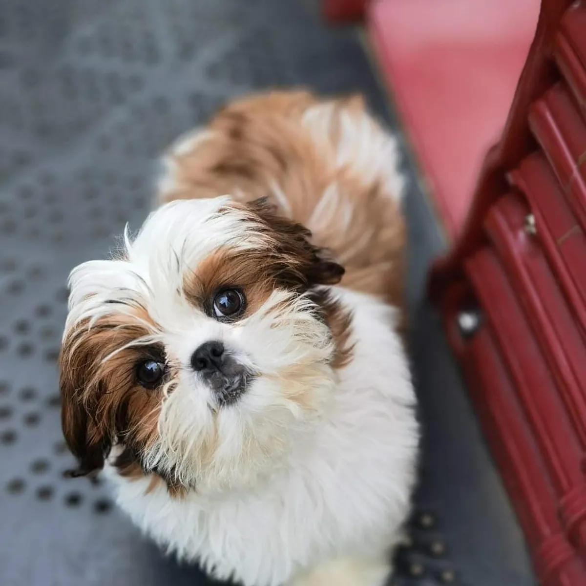 西施犬幼犬（公犬和母犬）。