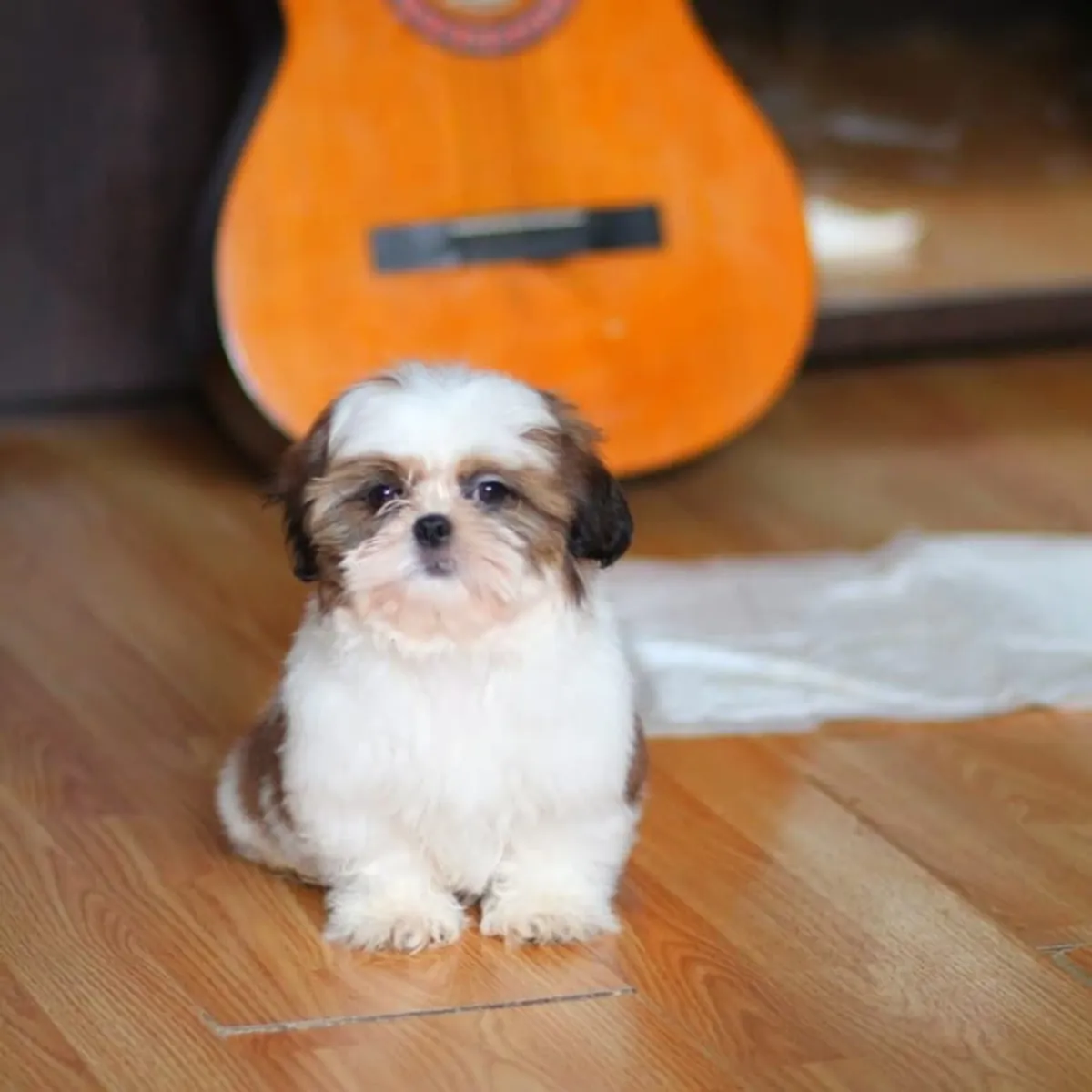 可爱的和奇妙的西施犬幼犬准备交付。
