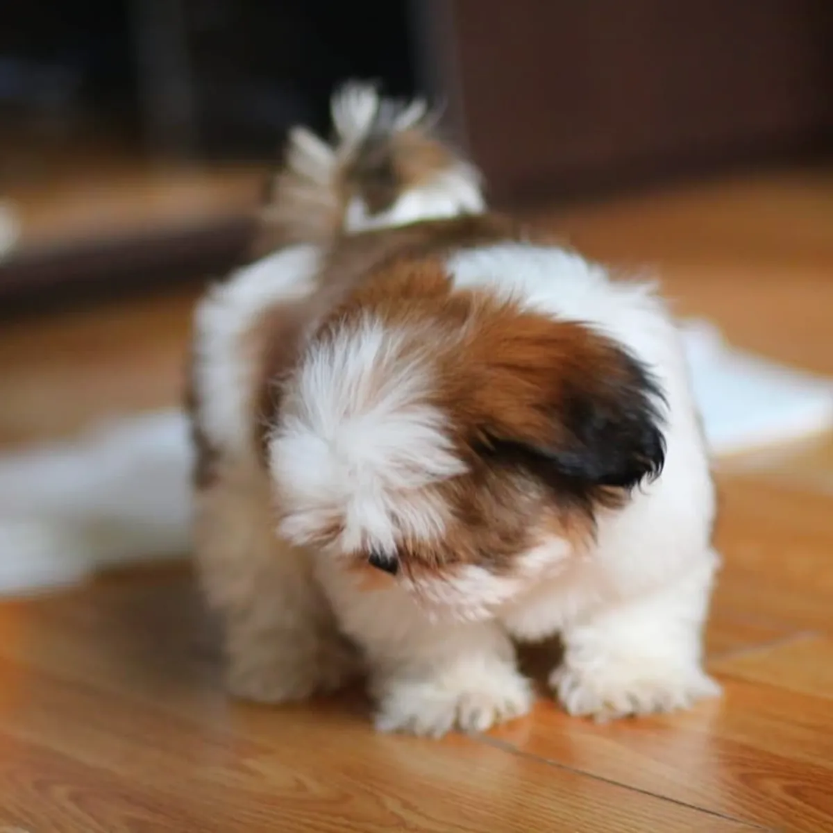 为您提供的西施犬幼犬