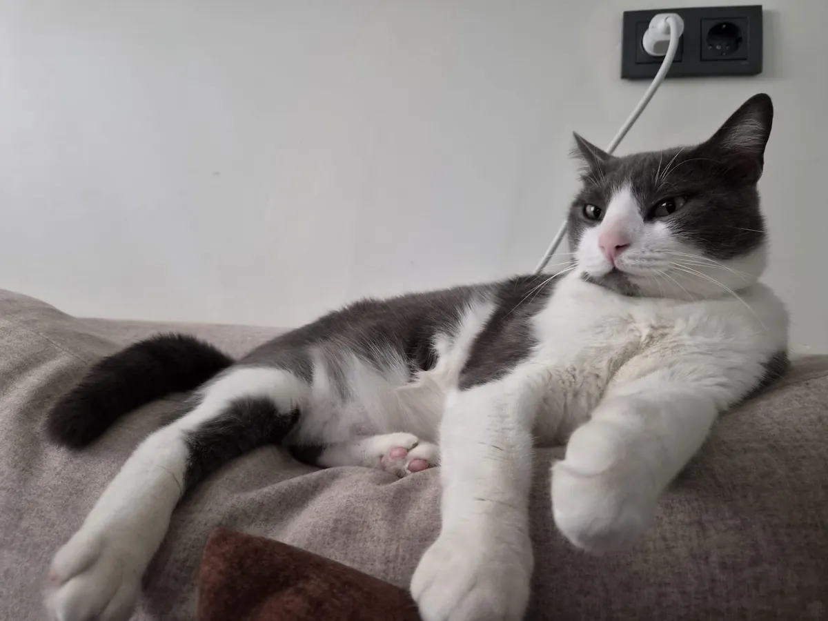 Lost Cat Boncuk