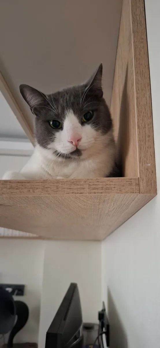 Lost Cat Boncuk